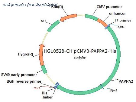 Sino Biological HG10528-CH image 1