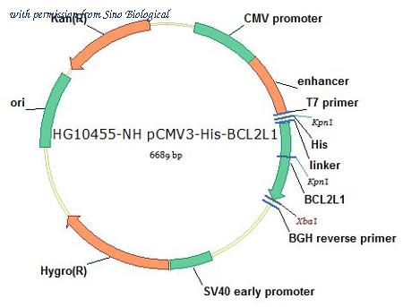 Sino Biological HG10455-NH image 1