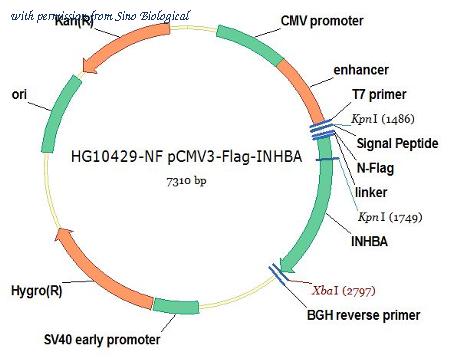 Sino Biological HG10429-NF image 1