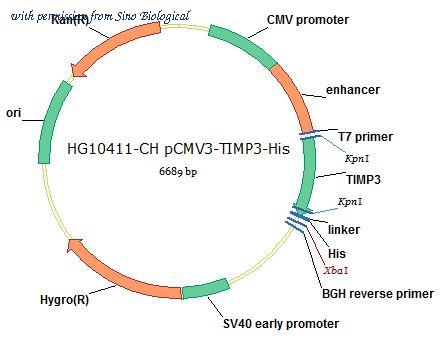 Sino Biological HG10411-CH image 1