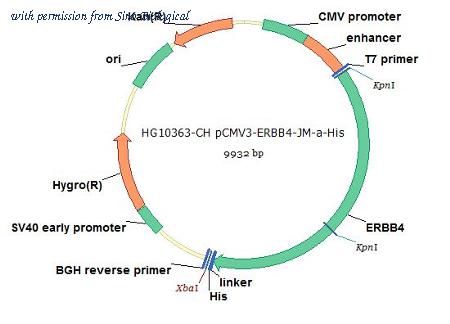 Sino Biological HG10363-CH image 1