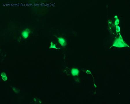 Sino Biological HG10355-NF image 1