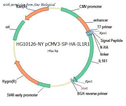 Sino Biological HG10126-NY image 1