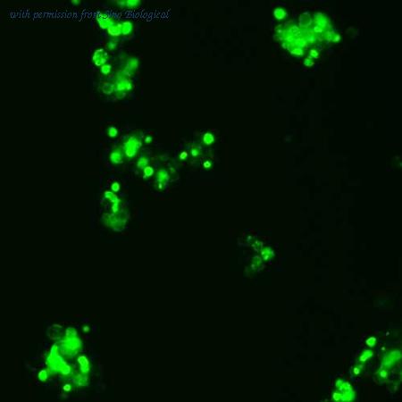 Sino Biological HG10104-ACG image 1