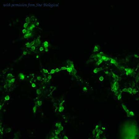 Sino Biological HG10103-CF image 1