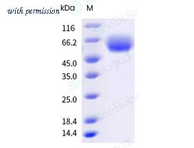 Sino Biological 10105-H08H-B image 1