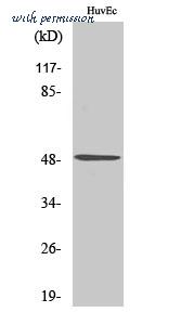 St John's Laboratory STJ93747 image 1