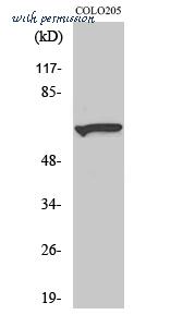 St John's Laboratory STJ94317 image 1