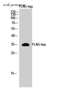St John's Laboratory STJ90108 image 1