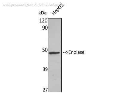 St John's Laboratory STJ92926 image 1