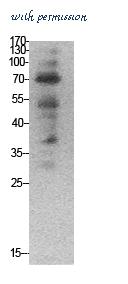 St John's Laboratory STJ96863 image 1