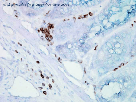 StressMarq Biosciences SMC-106 image 1