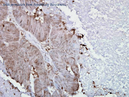 StressMarq Biosciences SMC-108 image 1