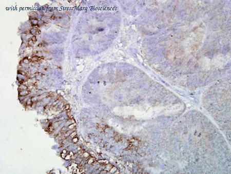 StressMarq Biosciences SMC-112 image 1