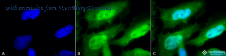 StressMarq Biosciences SMc-118 image 1