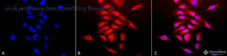 StressMarq Biosciences SPC-115 image 1
