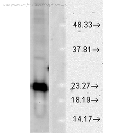 StressMarq Biosciences SPC-116 image 1