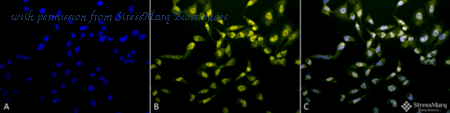 StressMarq Biosciences SPC-154 image 1