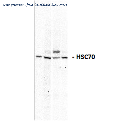 StressMarq Biosciences SPC-303D image 2