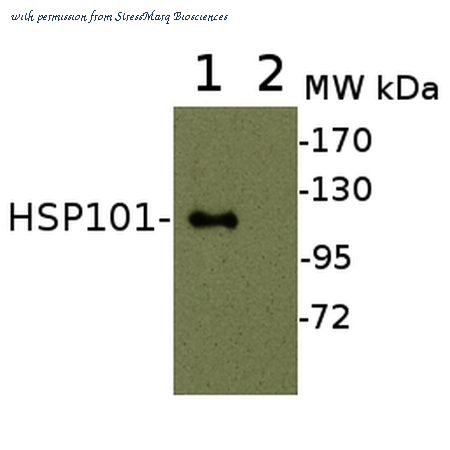 StressMarq Biosciences SPC-304B image 2