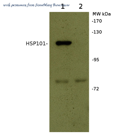 StressMarq Biosciences SPC-305B image 1