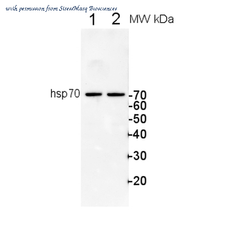 StressMarq Biosciences SPC-312D image 2