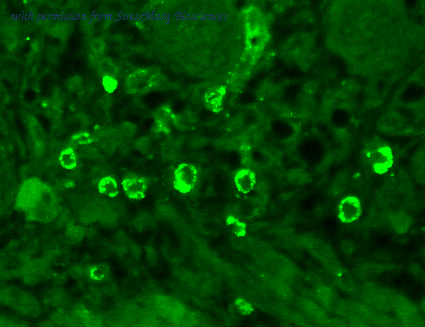 StressMarq Biosciences SMC-346 image 1