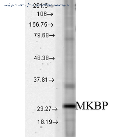StressMarq Biosciences SPC-194D image 1