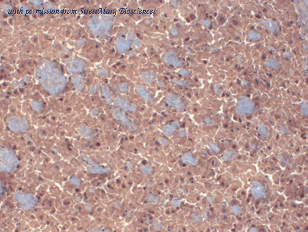 StressMarq Biosciences SMC-339 image 1