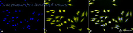 StressMarq Biosciences SPC-196D image 1