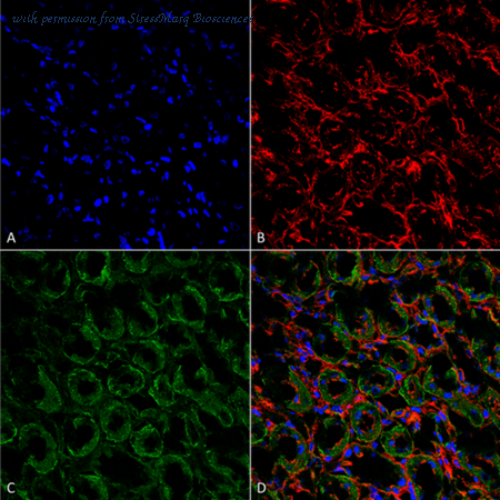 StressMarq Biosciences SPC-403 image 1