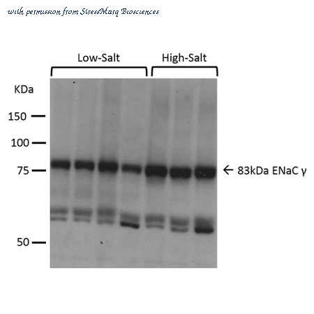 StressMarq Biosciences SPC-405 image 1