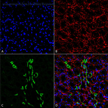 StressMarq Biosciences SPC-406 image 1