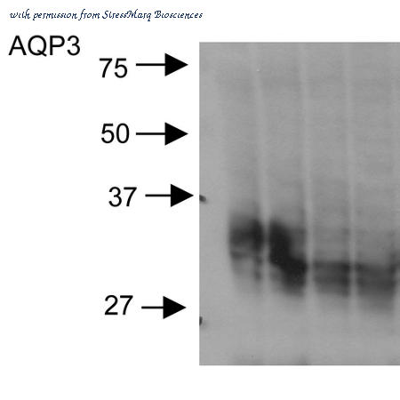 StressMarq Biosciences SPC-504 image 1