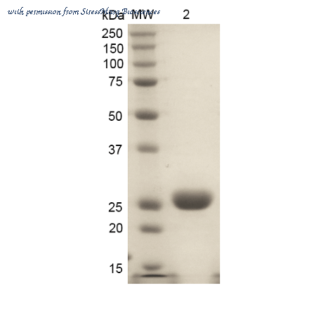 StressMarq Biosciences SPR-315B image 1
