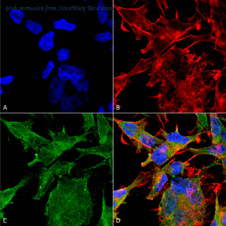 StressMarq Biosciences SMC-393 image 1