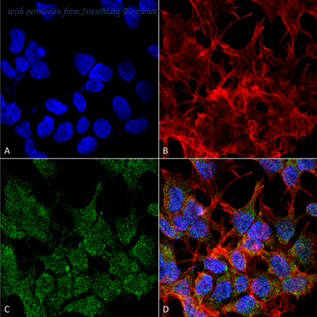 StressMarq Biosciences SMC-395 image 1