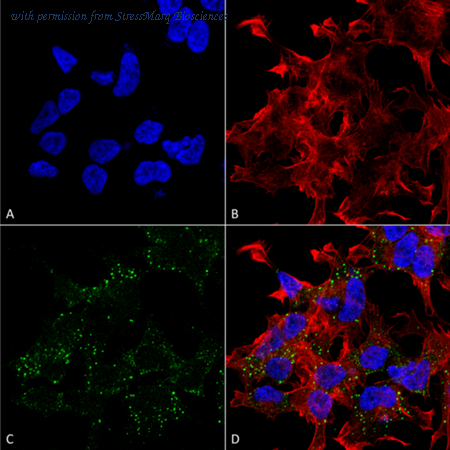 StressMarq Biosciences SMC-397 image 1