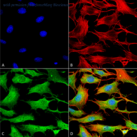 StressMarq Biosciences SMC-399 image 1