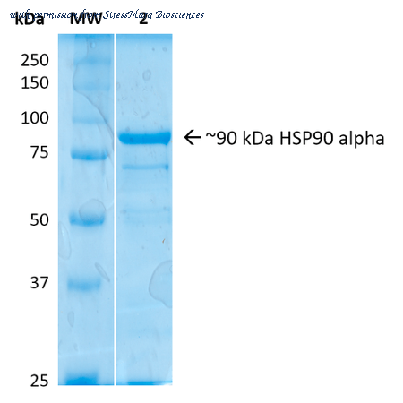 StressMarq Biosciences SPR-101 image 1