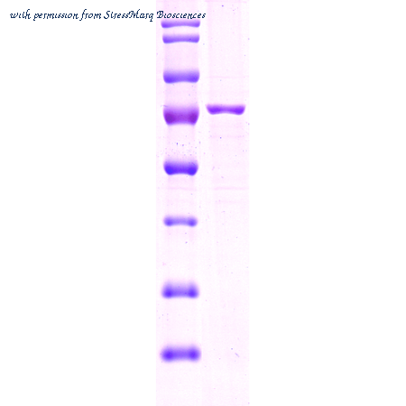 StressMarq Biosciences SPR-108 image 1