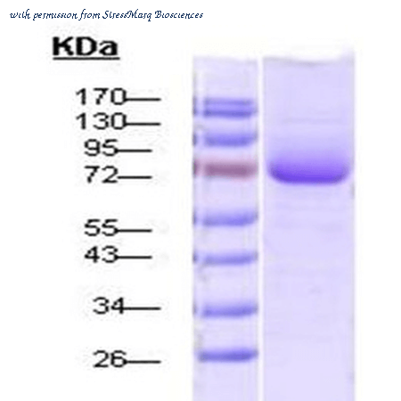 StressMarq Biosciences SPR-115 image 1