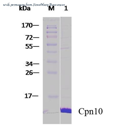 StressMarq Biosciences SPR-310B image 1
