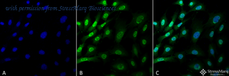 StressMarq Biosciences SMC-213 image 1