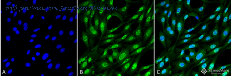 StressMarq Biosciences SMC-214 image 1