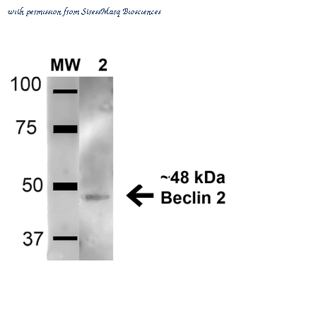 StressMarq Biosciences SPC-604D image 1