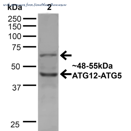 StressMarq Biosciences SPC-607D image 1