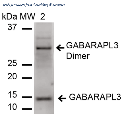 StressMarq Biosciences SPC-626D image 1