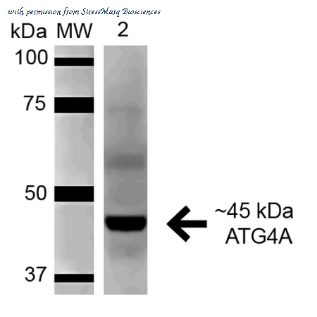 StressMarq Biosciences SPC-628D image 1