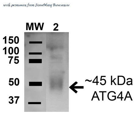 StressMarq Biosciences SPC-629D image 1